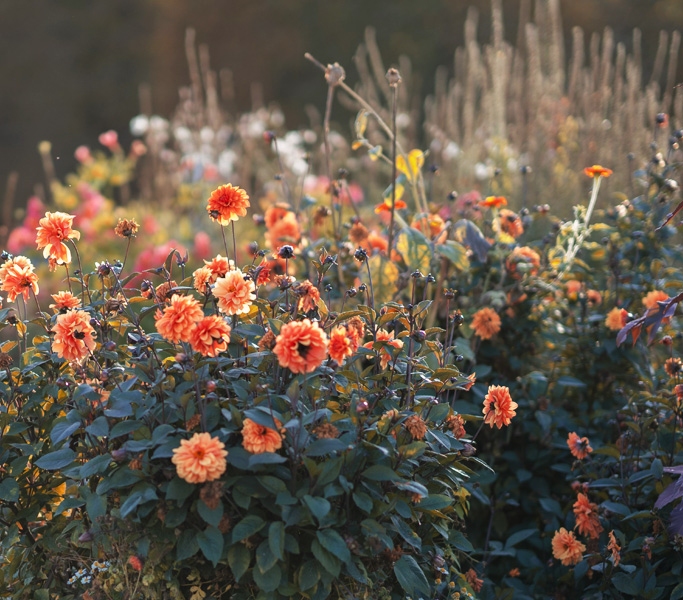 flowers