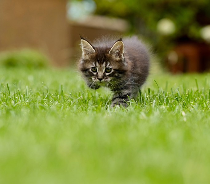 Cat_grass_trimming